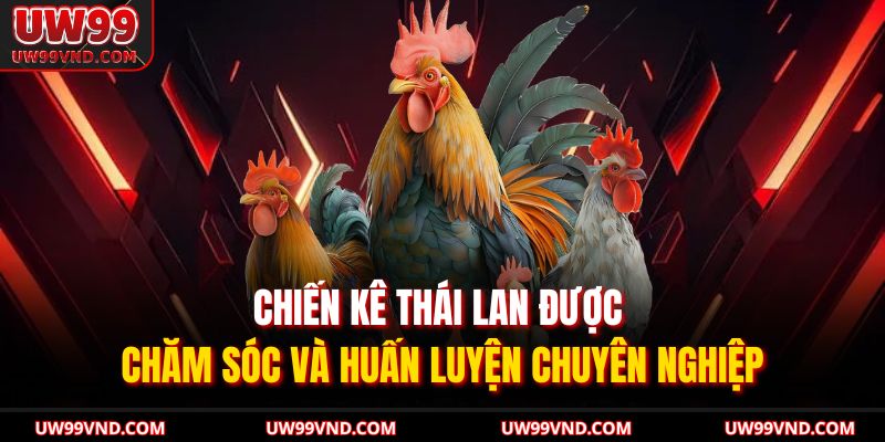 Đá Gà Thái Lan UW99 Kịch Tính Bùng Nổ Kỹ Thuật Hiện Đại 3 Chiến kê Thái Lan được chăm sóc và huấn luyện chuyên nghiệp