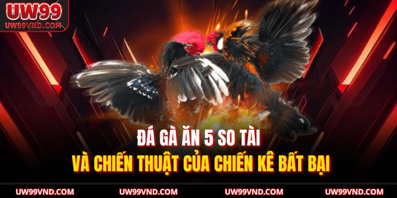 Đá Gà Ăn 5 So Tài Và Chiến Thuật Của Chiến Kê Bất Bại 1 Đá Gà Ăn 5 Đá Gà Ăn 5
