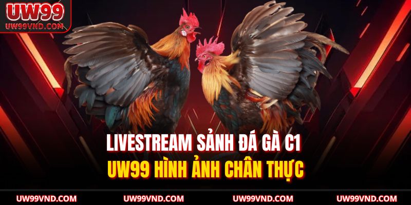 Đá Gà C1 UW99 Sức Hút Từ Đấu Trường Kịch Tính Nhất 3 Livestream sảnh đá gà C1 UW99 hình ảnh chân thực