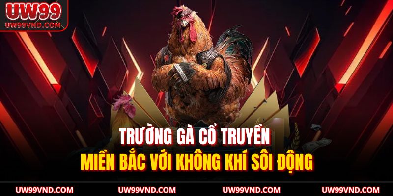 Đá Gà C1 UW99 Sức Hút Từ Đấu Trường Kịch Tính Nhất 2 Trường gà cổ truyền miền Bắc với không khí sôi động